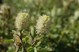 Attēlu rezultāti vaicājumam “Fothergilla major”