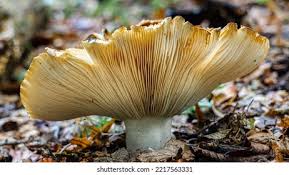 Attēlu rezultāti vaicājumam “Russula vesca”