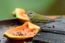 Image result for Vermivora peregrina