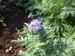 Attēlu rezultāti vaicājumam “Phacelia tanacetifolia”