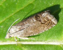 Attēlu rezultāti vaicājumam “Cydia splendana”