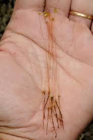 Attēlu rezultāti vaicājumam “Pohlia sphagnicola”