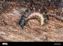 Attēlu rezultāti vaicājumam “Phosphaenus hemipterus”