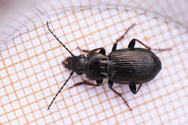 Attēlu rezultāti vaicājumam “Pterostichus oblongopunctatus”