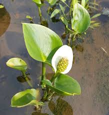 Attēlu rezultāti vaicājumam “Calla palustris leaf”