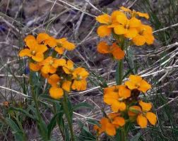 Attēlu rezultāti vaicājumam “Erysimum cheiranthoides flower”