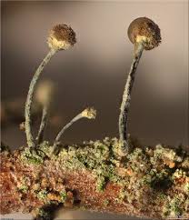 Attēlu rezultāti vaicājumam “Chaenotheca furfuracea”