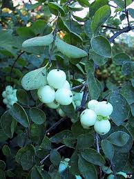 Attēlu rezultāti vaicājumam “Symphoricarpos albus fruit”