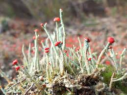 Attēlu rezultāti vaicājumam “Cladonia floerkeana”