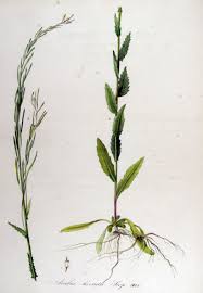 Attēlu rezultāti vaicājumam “Arabis hirsuta”