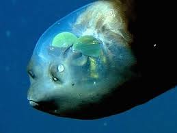 Attēlu rezultāti vaicājumam “Microstoma protracta”