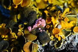 Attēlu rezultāti vaicājumam “Lichenoconium xanthoriae”