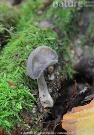 Attēlu rezultāti vaicājumam “Helvella macropus”