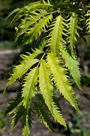 Attēlu rezultāti vaicājumam “Sambucus racemosa leaf”