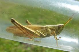 Attēlu rezultāti vaicājumam “Chrysochraon dispar”