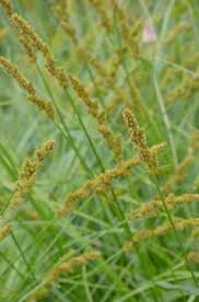 Attēlu rezultāti vaicājumam “Carex atherodes”