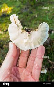 Attēlu rezultāti vaicājumam “Trametes versicolor”