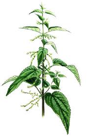 Attēlu rezultāti vaicājumam “Urtica dioica leaf”