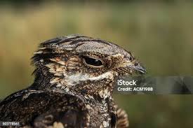 Attēlu rezultāti vaicājumam “Caprimulgus europaeus adult”