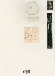 Attēlu rezultāti vaicājumam “Orthotrichum, Nyholmiella”