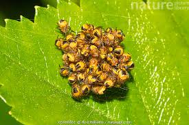 Attēlu rezultāti vaicājumam “Araneus diadematus juvenile”