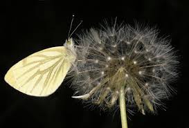 Attēlu rezultāti vaicājumam “Pieris napi underside”