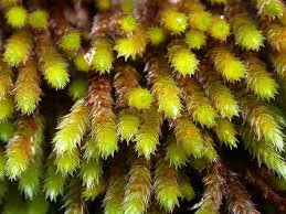 Attēlu rezultāti vaicājumam “Leucodon sciuroides”