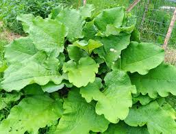 Attēlu rezultāti vaicājumam “Arctium lappa leaf”