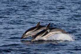 Image result for Stenella coeruleoalba