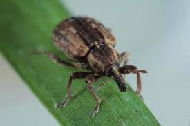 Attēlu rezultāti vaicājumam “Cystiphora sanguinea larva”
