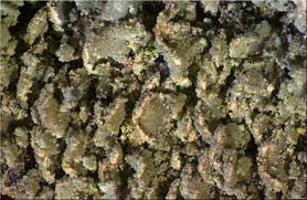 Attēlu rezultāti vaicājumam “Hypocenomyce scalaris”