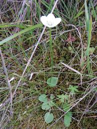 Attēlu rezultāti vaicājumam “Parnassia palustris leaf”