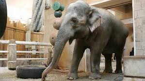 Image result for sad elephant