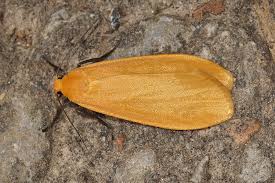 Attēlu rezultāti vaicājumam “Eilema sororcula”