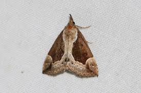 Attēlu rezultāti vaicājumam “Hypena crassalis”