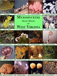 Attēlu rezultāti vaicājumam “myxomicetes”