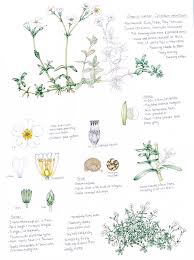 Attēlu rezultāti vaicājumam “Cerastium tomentosum leaf”