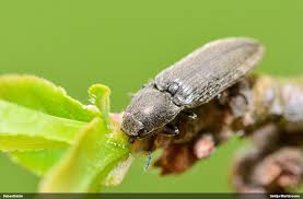 Attēlu rezultāti vaicājumam “Cidnopus aeruginosus”