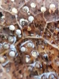 Attēlu rezultāti vaicājumam “Craterium sp.”