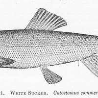 Image result for Catostomus commersonii