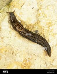 Attēlu rezultāti vaicājumam “Limax maximus”