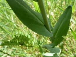 Attēlu rezultāti vaicājumam “Arabis glabra leaf”