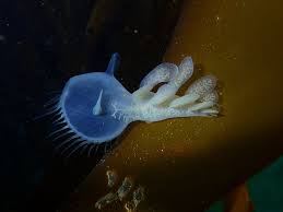 Image result for St Albans Underwater Hockey Club