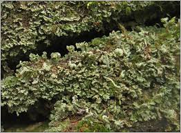 Attēlu rezultāti vaicājumam “Cladonia parasitica”