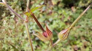 Attēlu rezultāti vaicājumam “Geranium sylvaticum bud”