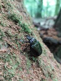 Attēlu rezultāti vaicājumam “Osmoderma barnabita”