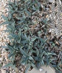 Attēlu rezultāti vaicājumam “Lycogala leopardinum sessile”