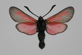 Attēlu rezultāti vaicājumam “Zygaena minos”