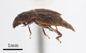 Attēlu rezultāti vaicājumam “Nitidulidae”