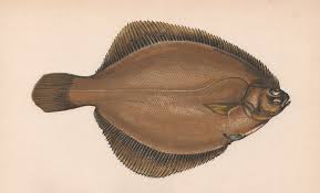 Image result for Limanda limanda